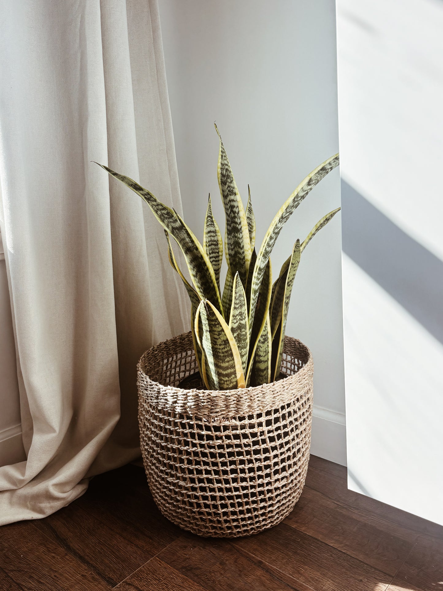 Plant in a basket