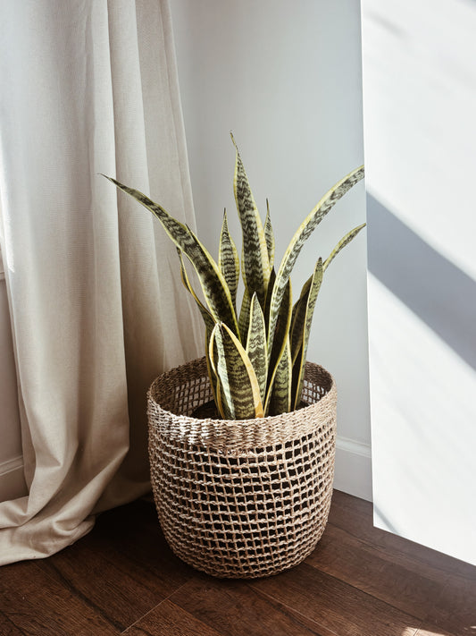 Plant in a basket